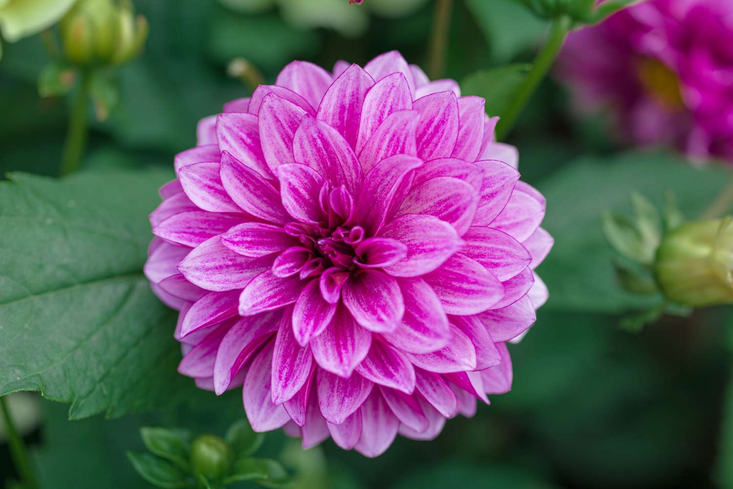 Dahlie 'Blue Bell'